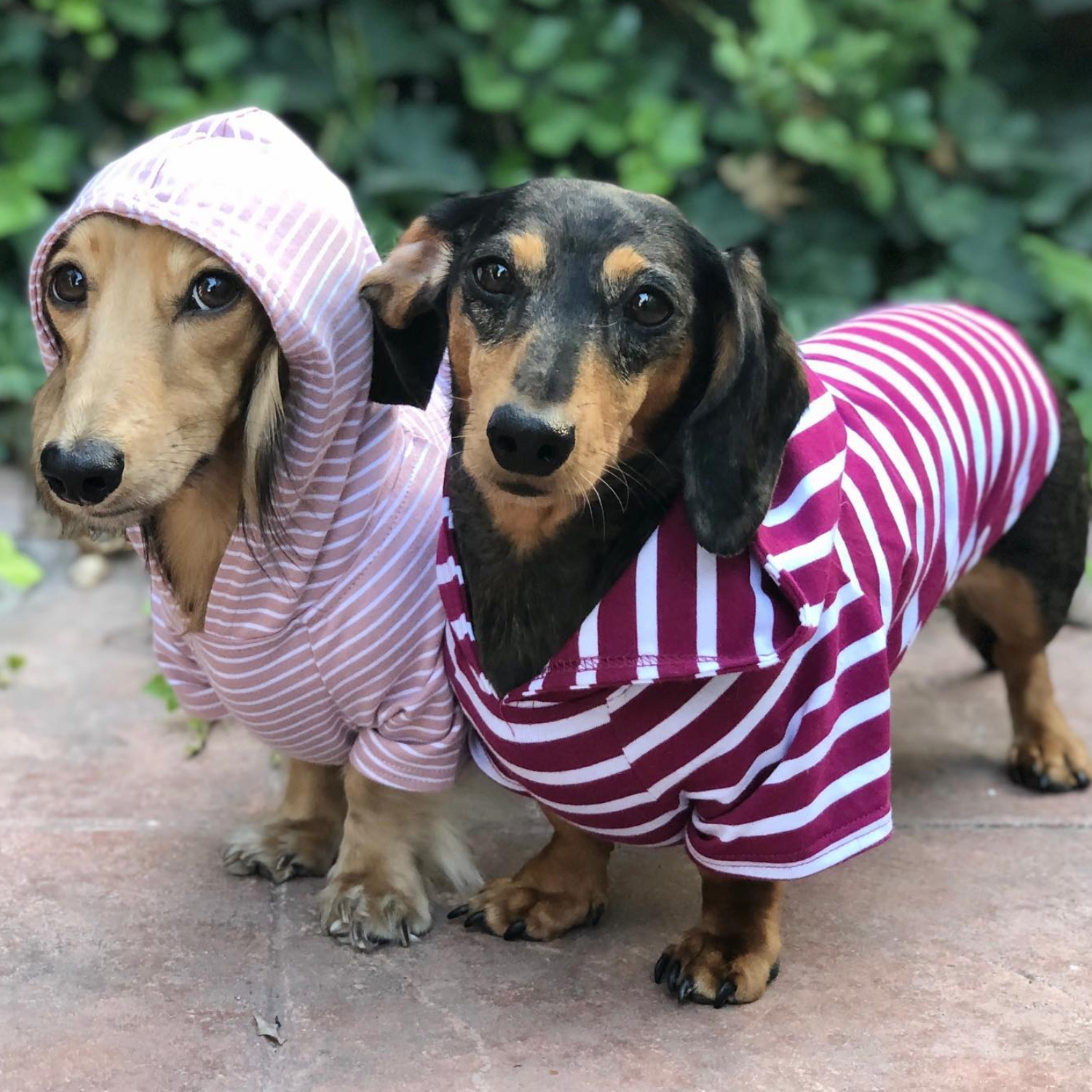 Cute hot sale dog hoodies