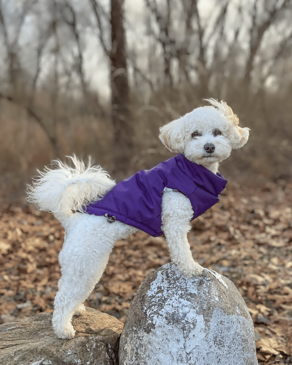 Puffer dog best sale