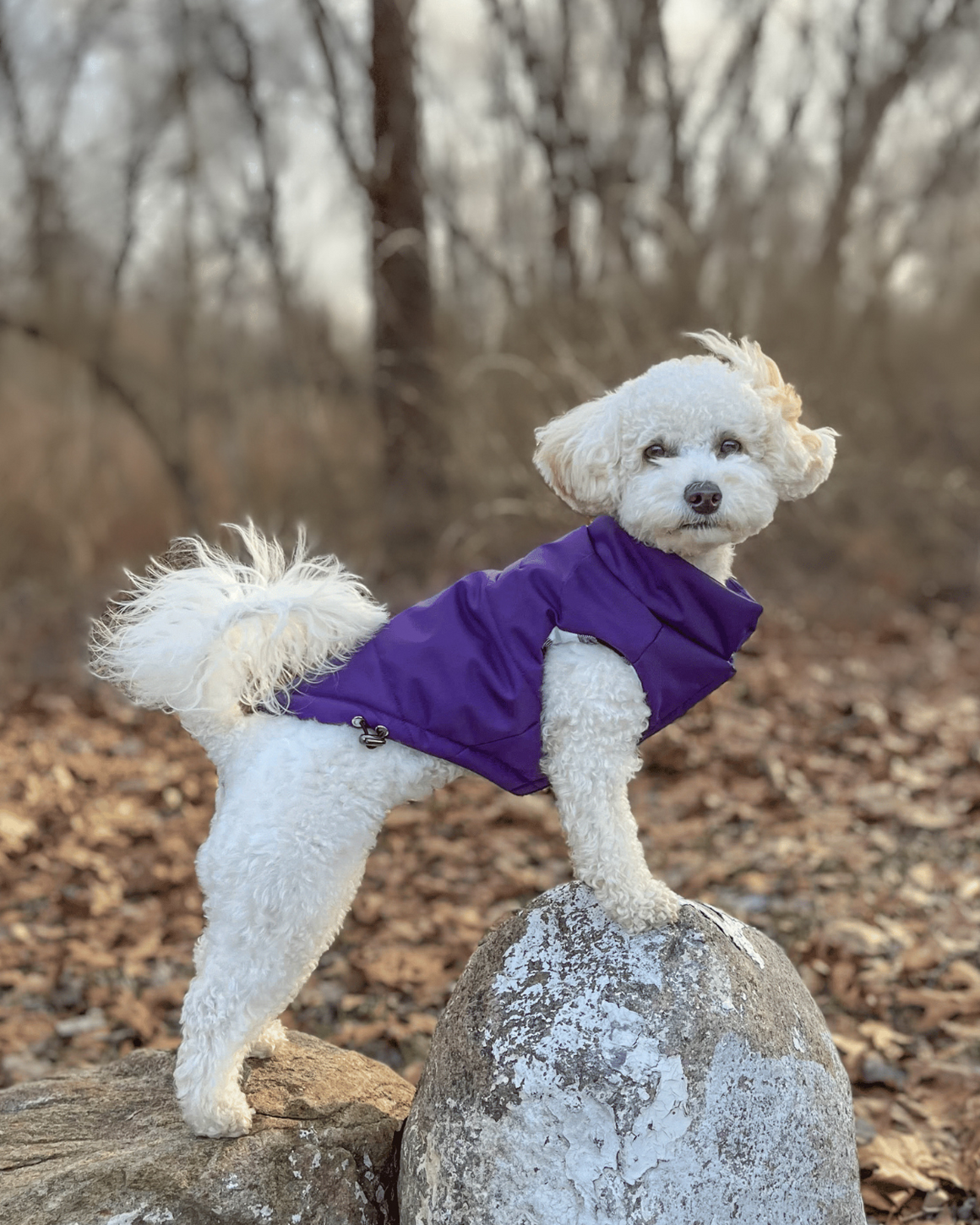 Django 2025 dog coats