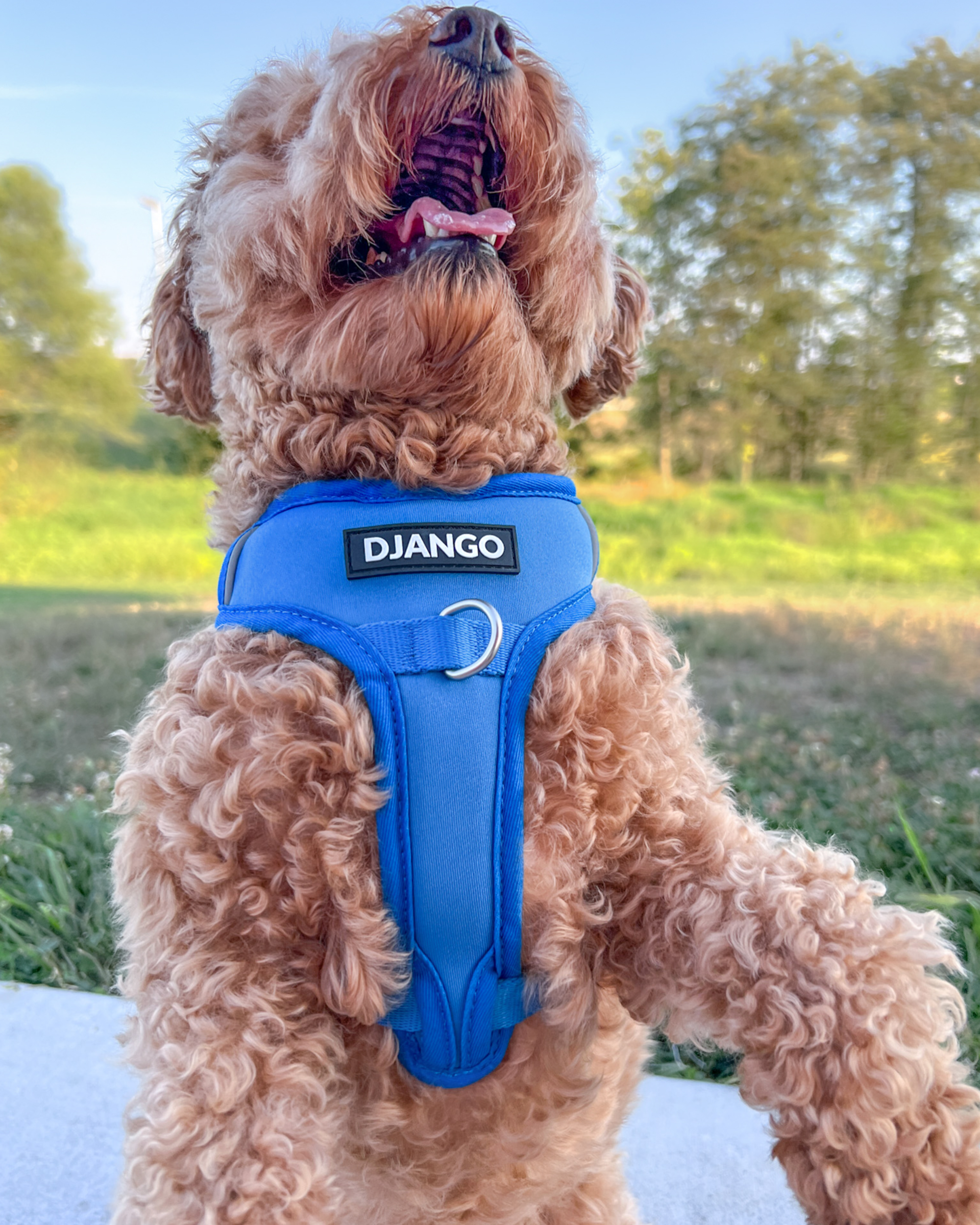 DJANGO Tahoe No Pull Dog Harness in Alpine Blue - Key features include a weather-resistant and padded neoprene exterior, a narrow and deep harness body (to prevent the risk of chafing) reflective piping, and soft webbing. Maisey is a miniature poodle and bichon mix and wears size small in all DJANGO dog harnesses. - djangobrand.com