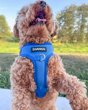 DJANGO Tahoe No Pull Dog Harness in Alpine Blue - A comfortable, lightweight, padded, and adventure-ready no pull dog harness with front and back clips. - djangobrand.com
