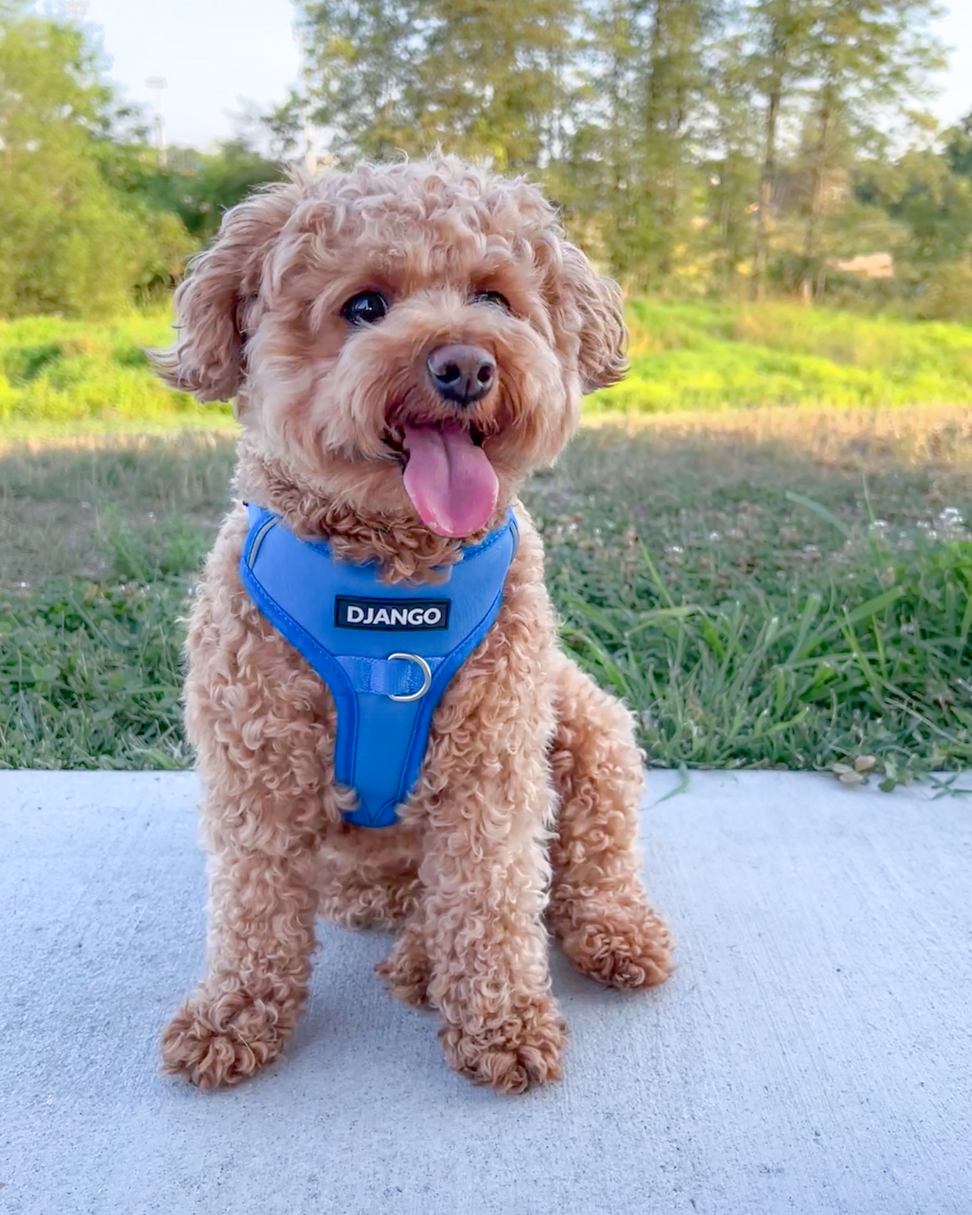 Alpine clearance dog harness