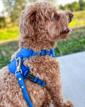 DJANGO Tahoe No Pull Dog Harness in Alpine Blue - A comfortable, lightweight, padded, and adventure-ready no pull dog harness with front and back clips. - djangobrand.com