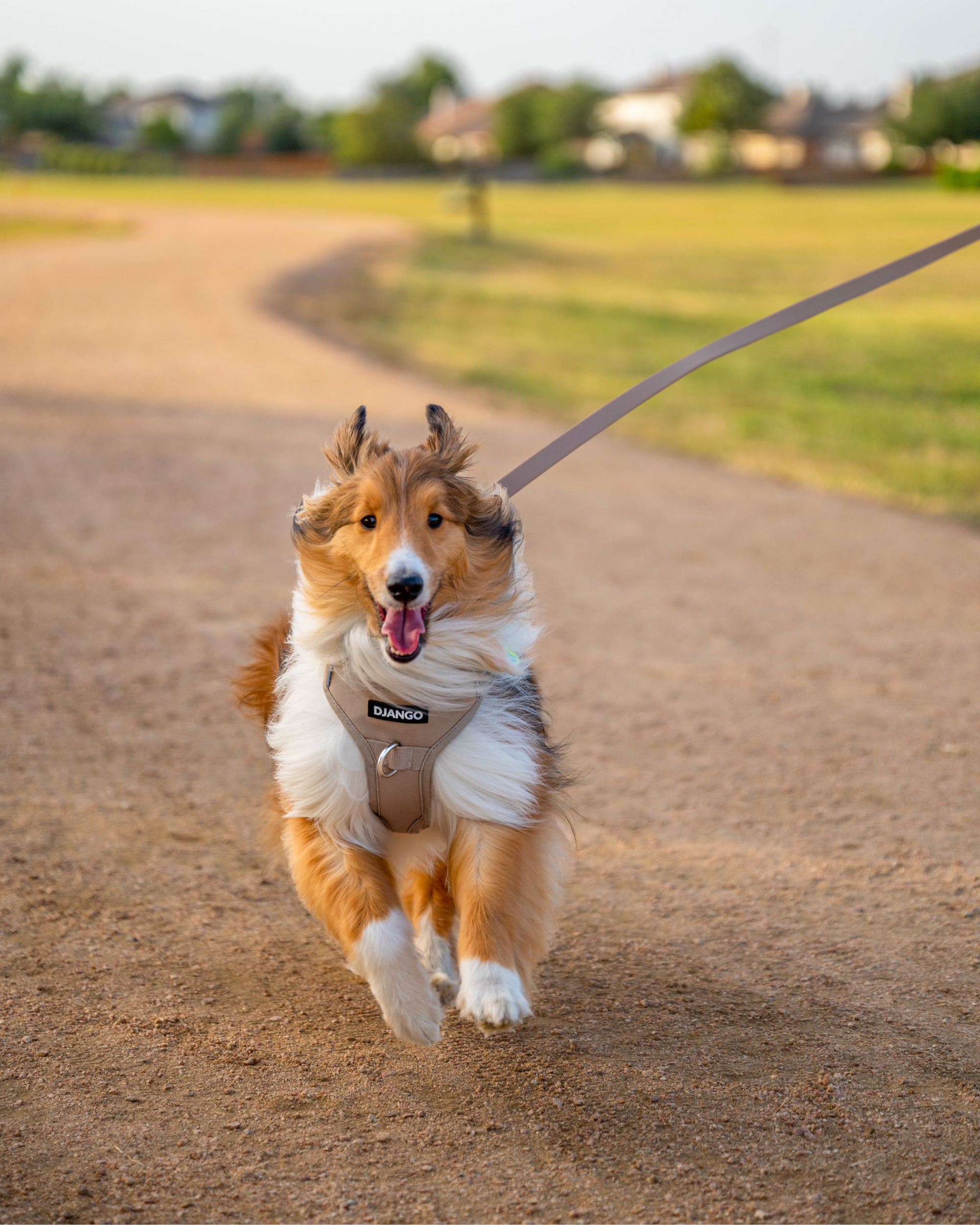 On the move! DJANGO dog harnesses and leashes are designed for outside adventures, active pups, and everyday use. Shetland sheepdog dog model Kirby wears a size medium DJANGO harness and uses the standard sized DJANGO Tahoe Waterproof Dog Leash. - djangobrand.com