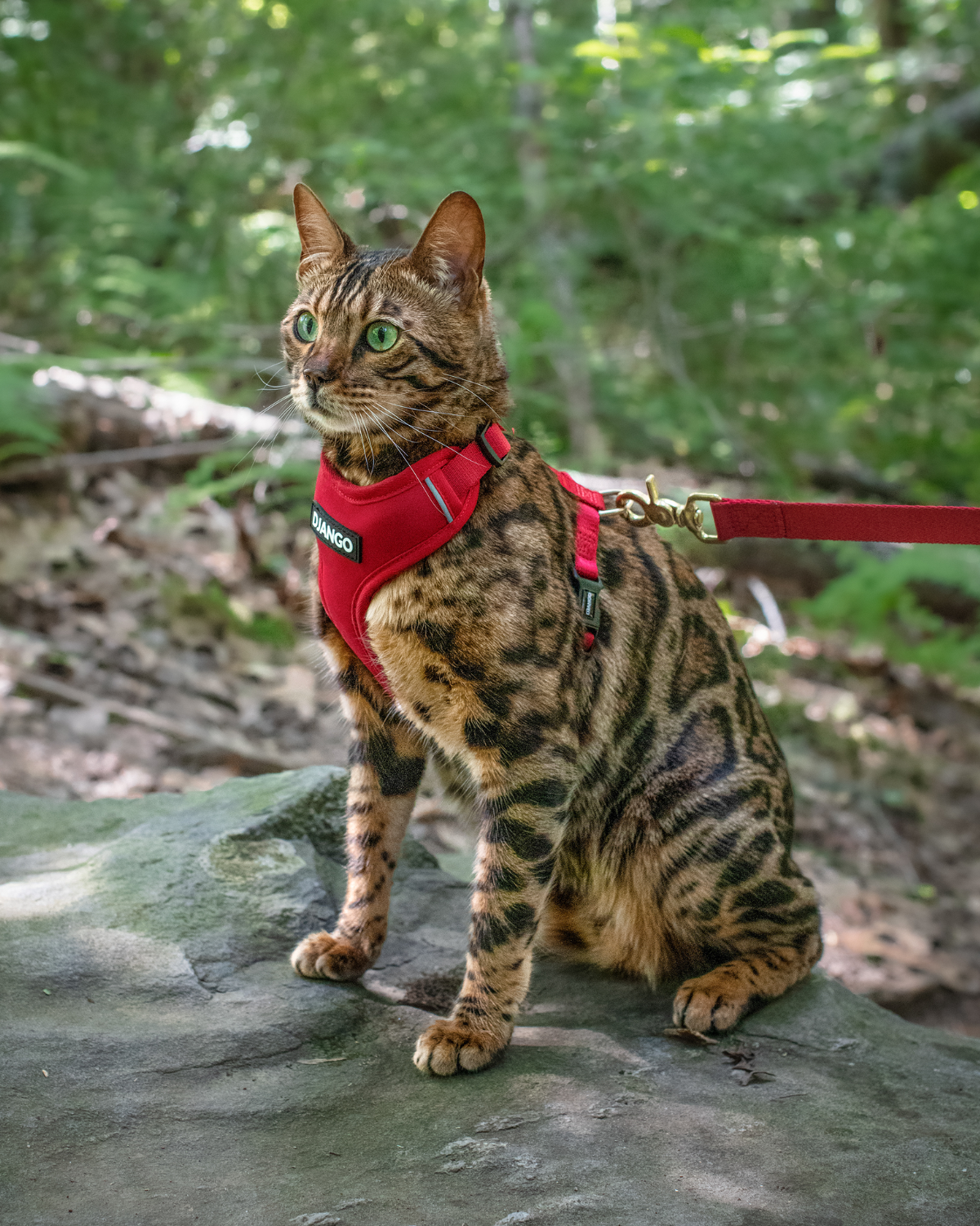 DJANGO Adventure Cat Harness in Crimson Red djangobrand