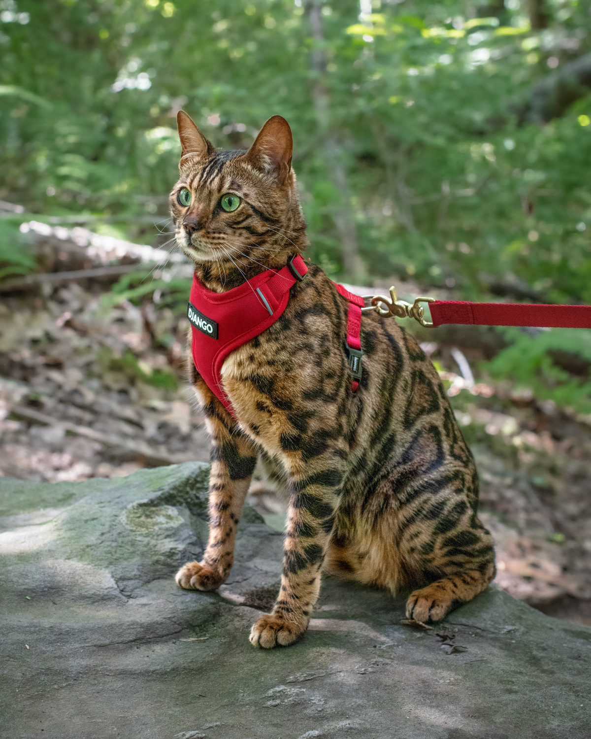Loki is a Bengal cat and adventure cat and wears size small in DJANGO Adventure Cat Harnesses. DJANGO harnesses feature a padded and lightweight body, soft custom webbing for max comfort, a breathable sport mesh lining, reflective piping, and a beautiful solid cast brass D-ring. - djangobrand.com