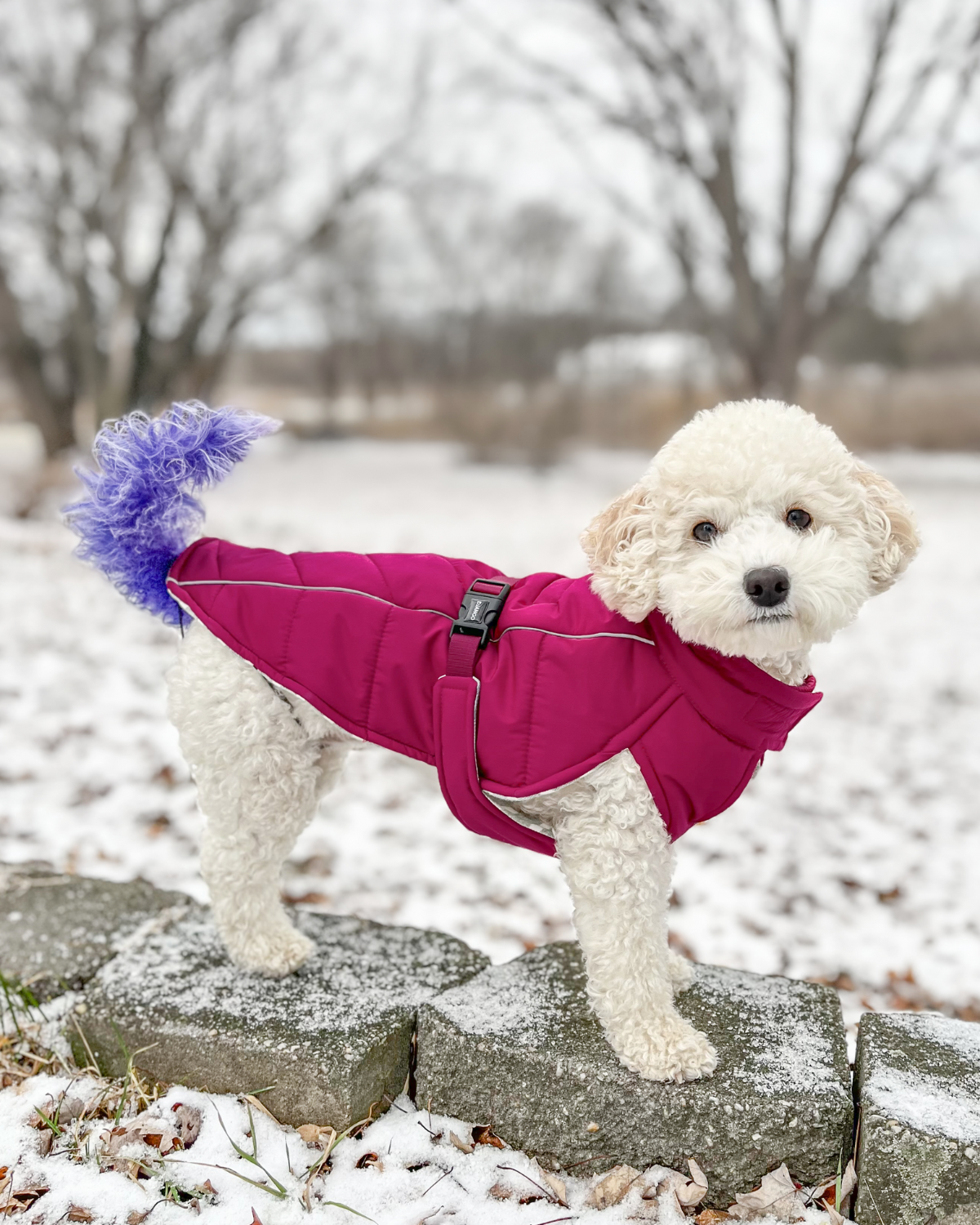 Toy Poodle Hair Winter Coats For Standard Poodles Standard Poodle