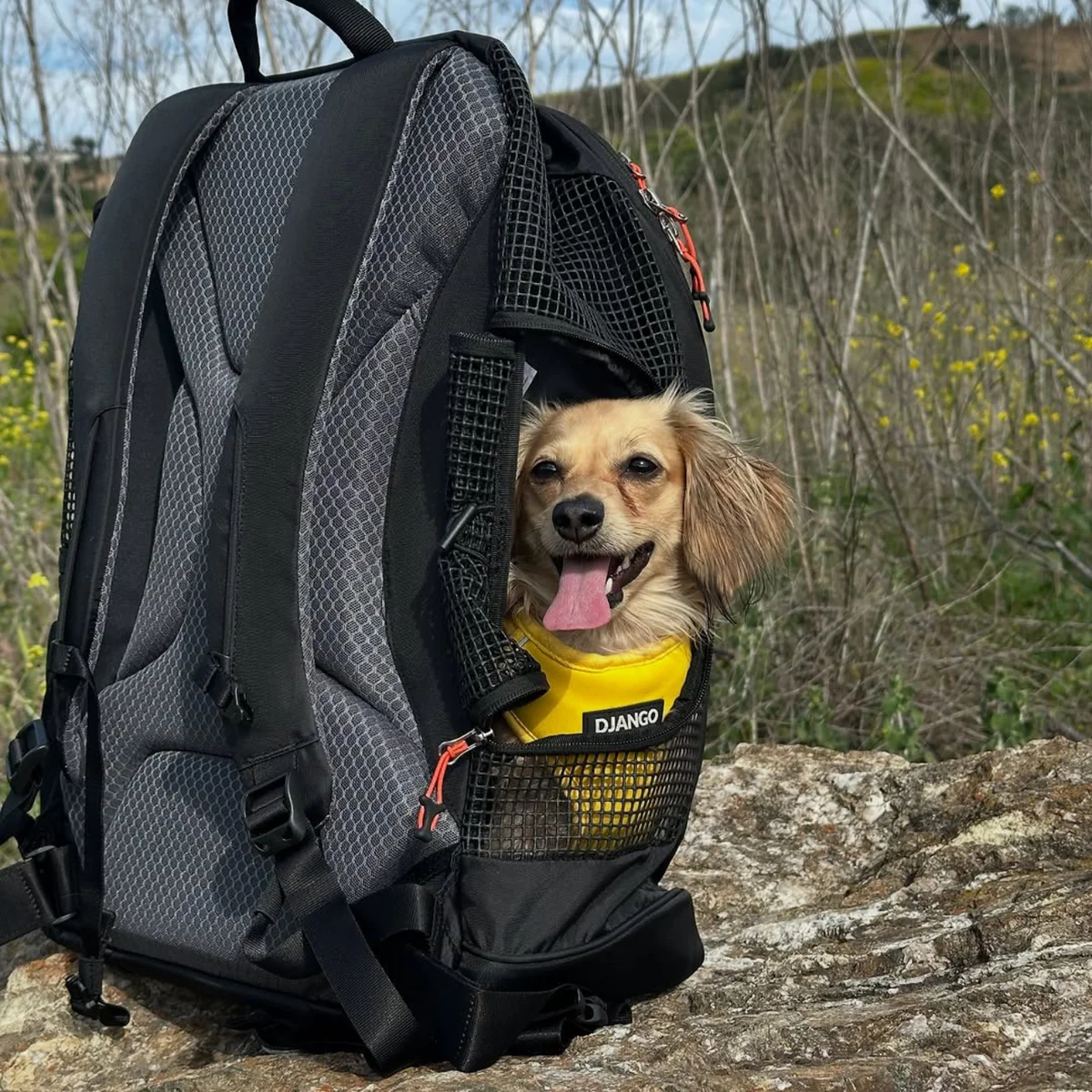 Small dog riding inside supportive dog backpack carrier while out on rocks near trail