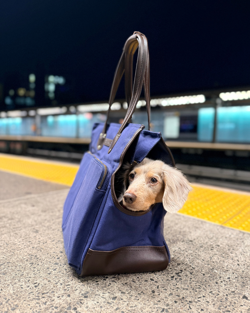 Small dog peeking out of a navy blue dog carrier tote bag with brown leather handles and trims on a train platform