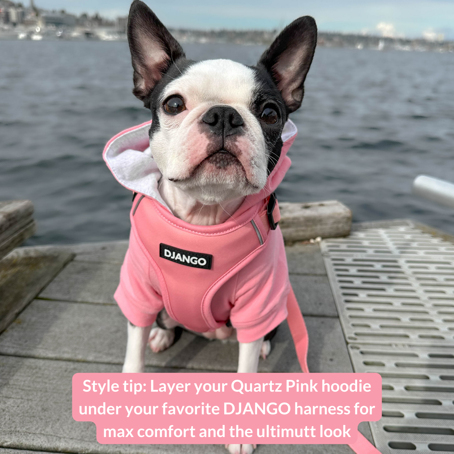 Hoodie Boston Terrier Clothes Size Quartz Pink Dog Hoodie Warm