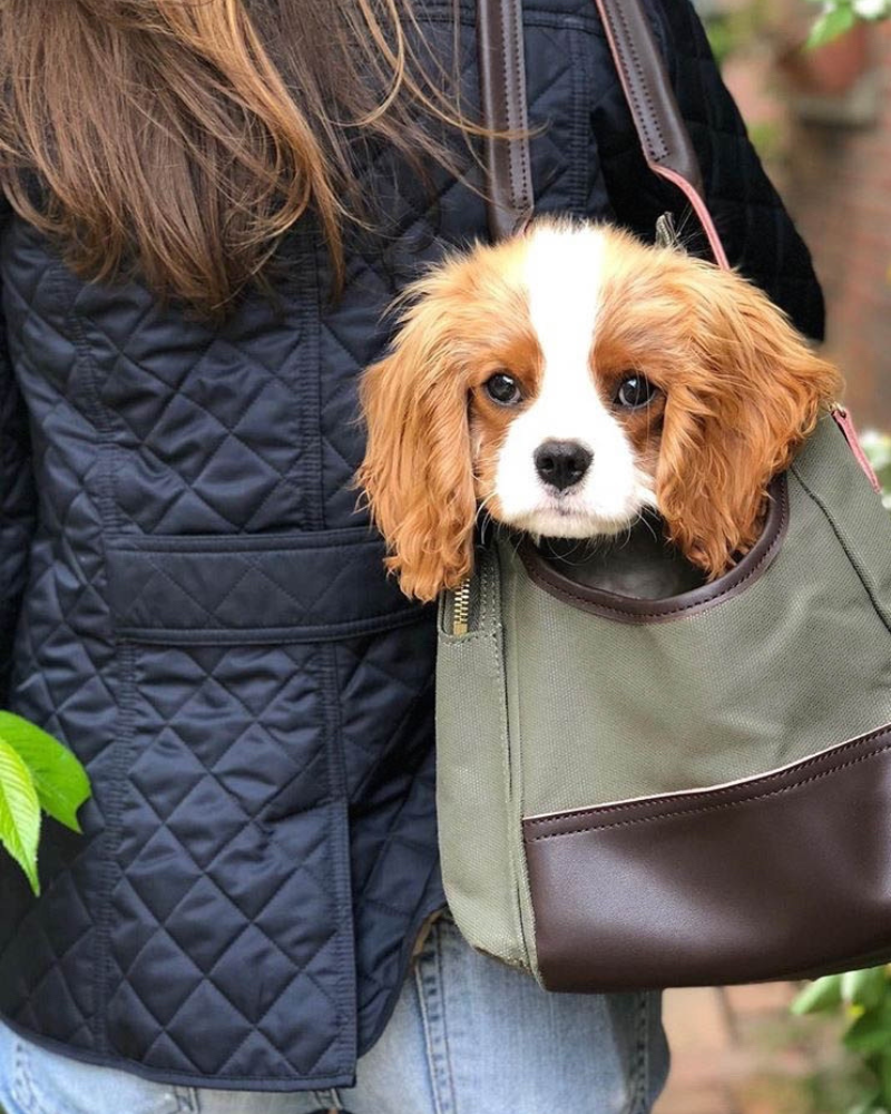 best dog carrier bag for cavalier king charles spaniel and all small dogs