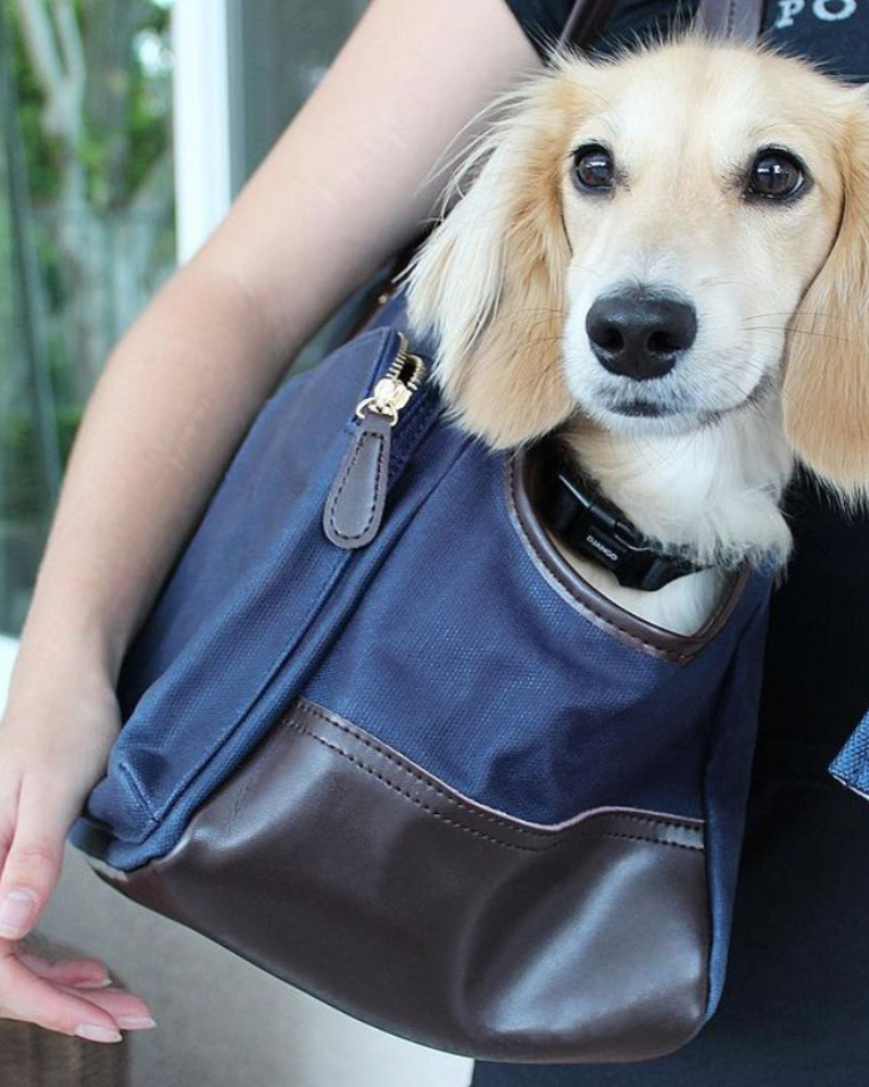 Django dog carry bag online