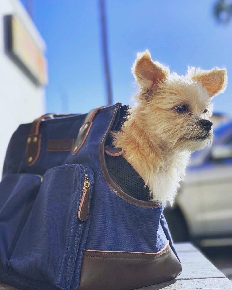 Considered the best dog carrier bag out there, this pet carrier tote was ranked #1 by Business Insider!