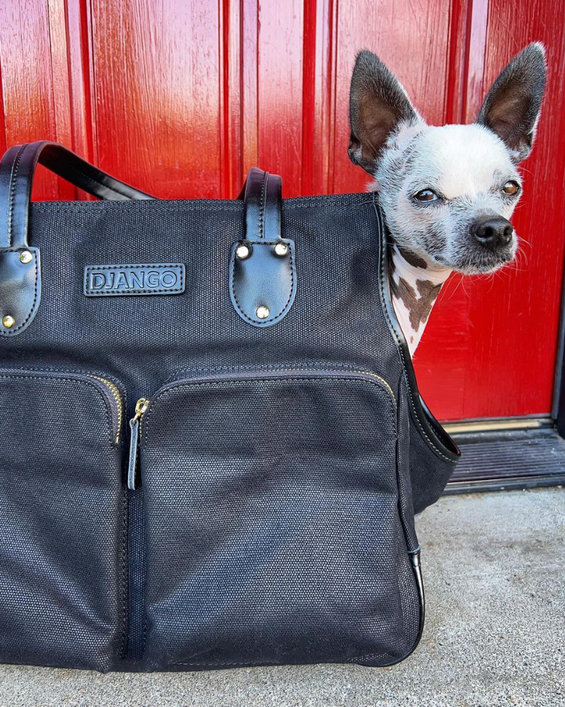 Chihuahua sitting inside a waxed canvas dog carrier purse with gold hardware and leather details and spacious front zipper pockets