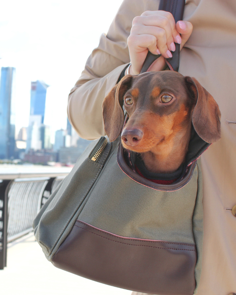 Dachshund peeking out from a tote carrier bag with a cityscape in the background
