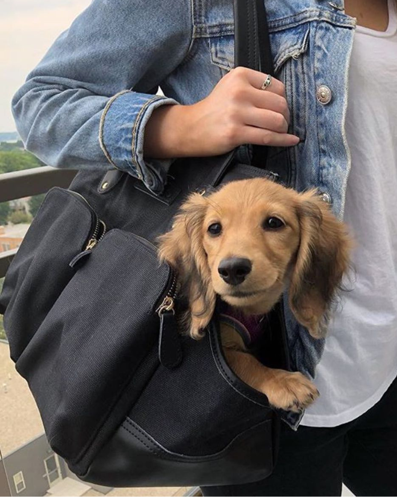 Small dog peeking out from a black dog carrier tote bag held by a stylish woman wearing a denim jacket.