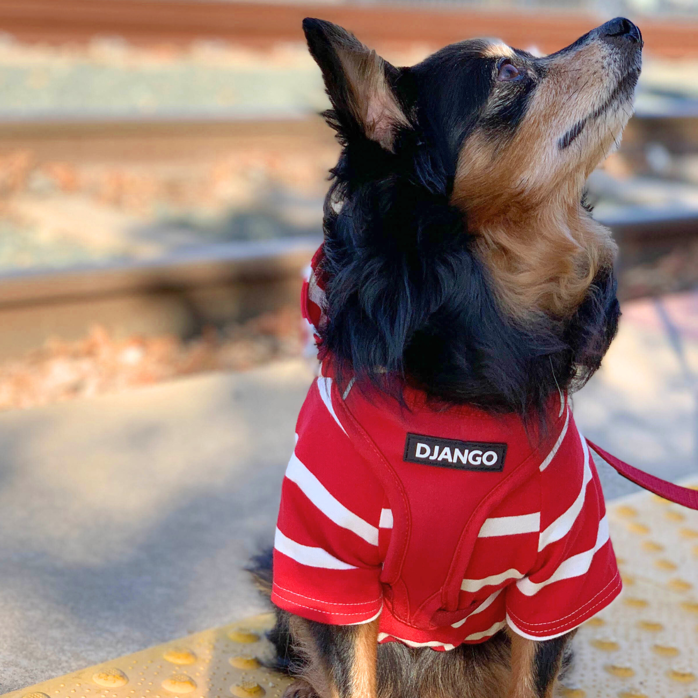 Chihuahua sitting outdoors wearing red dog hoodie and matching red dog harness during walk