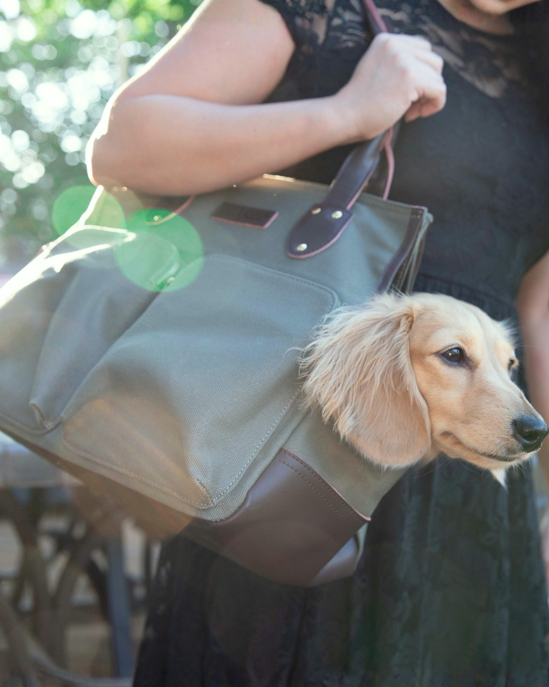 Dog mom carrying an english cream dachshund in a canvas pet carrier with the small dog peeking out, outdoors.