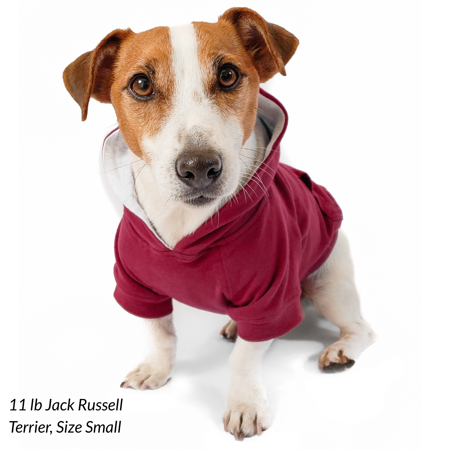 Small dog wearing a red hoodie on a white background