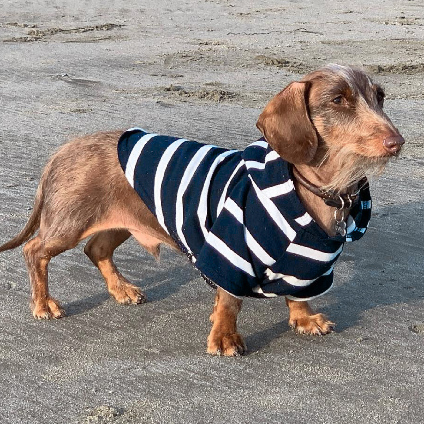 Wirehaired dachshund on a beach wearing a nautical, soft, and comfortable navy dog hoodie to keep warm