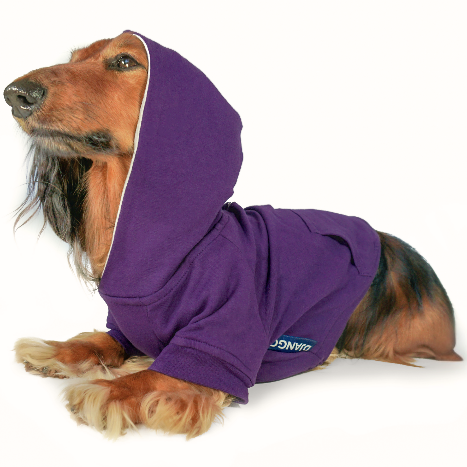 Tweenie long-haired dachshund dog wearing a cozy purple dog hoodie with a visible brand logo on a white background