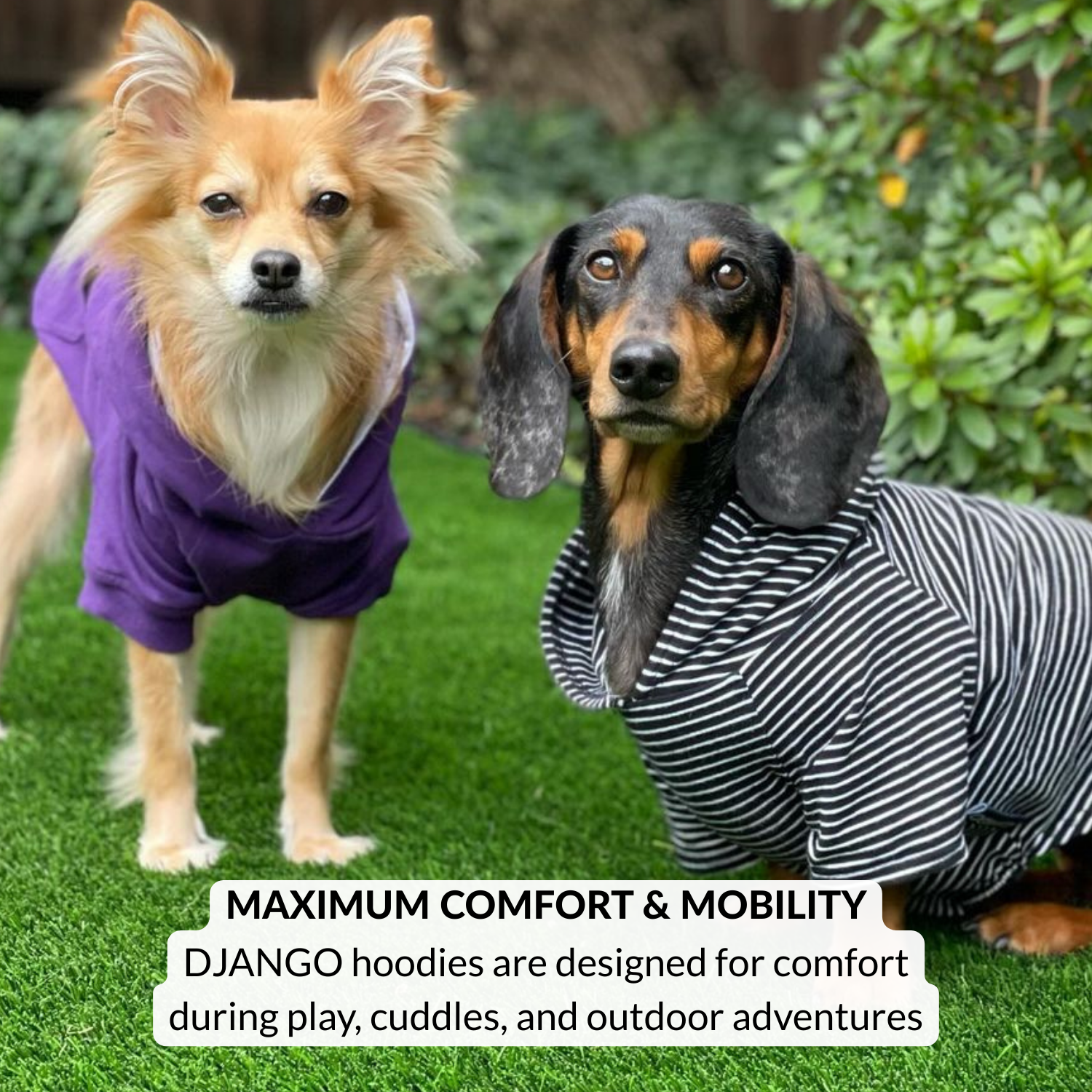 Two dogs wearing soft and comfy dog hoodies on a grassy background with text about Django hoodie function and design