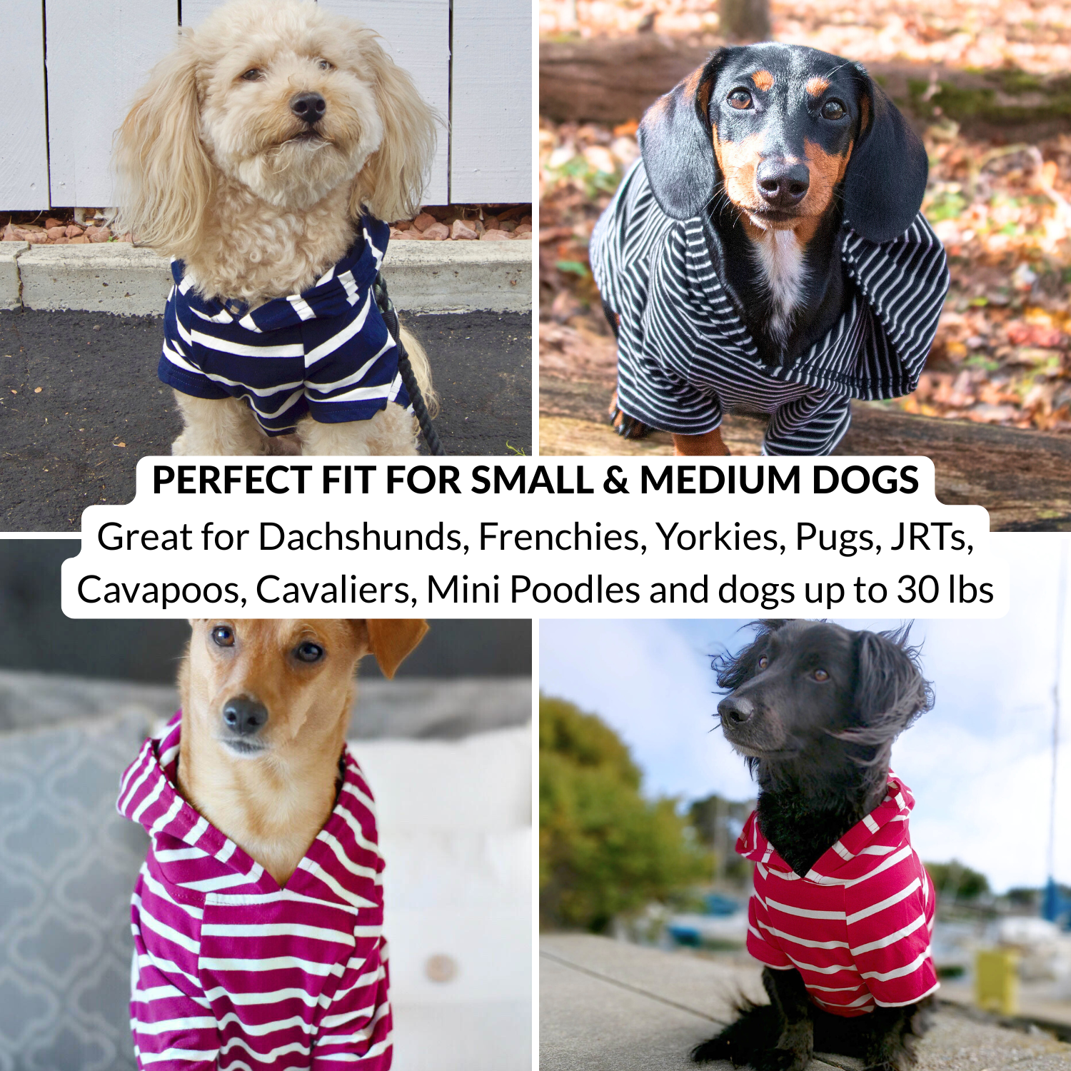 Four small dogs wearing lightweight striped DJANGO dog hoodies in different colors
