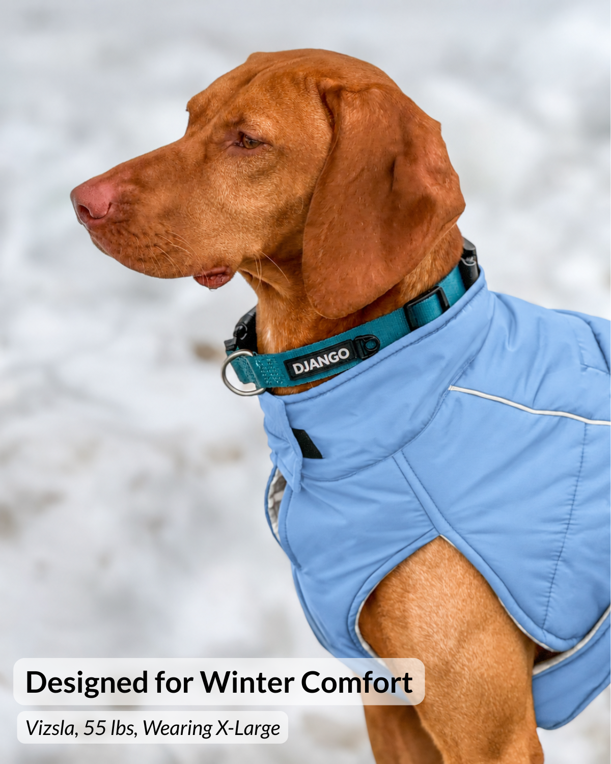 Large dog wearing the Dusk Blue Whistler insulated dog coat during a cold-weather outdoor adventure