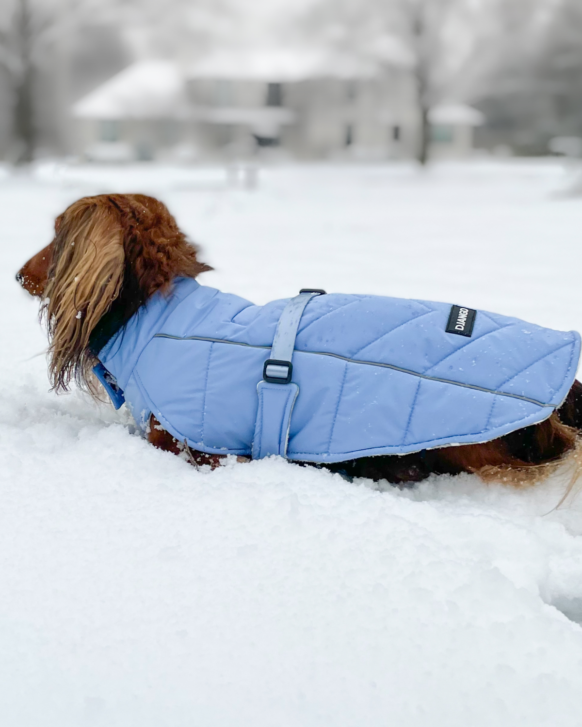 Dog exploring the snow in a Dusk Blue water-repellent and windproof winter dog coat