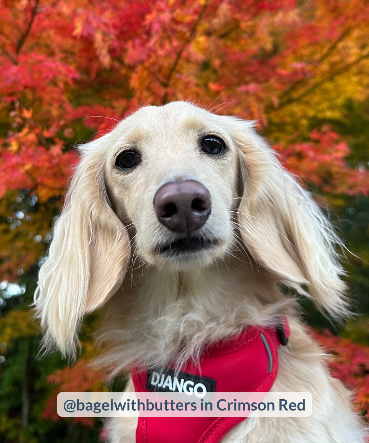 Close up shot of english cream miniature dachshund wearing crimson red dog harness with reflective trim and DJANGO logo