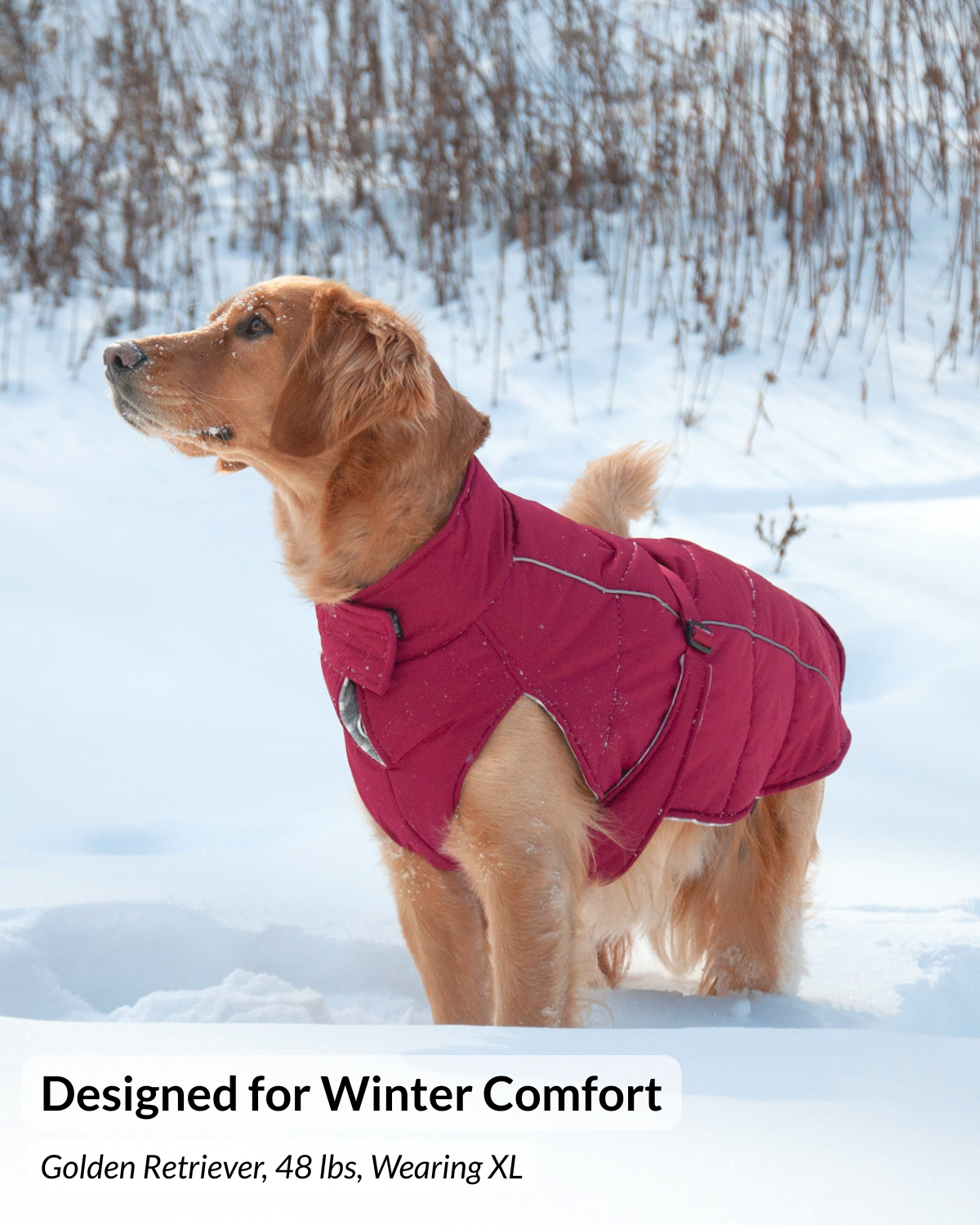 Large dog outdoors wearing the Firelight Red Whistler insulated and windproof winter dog coat XL