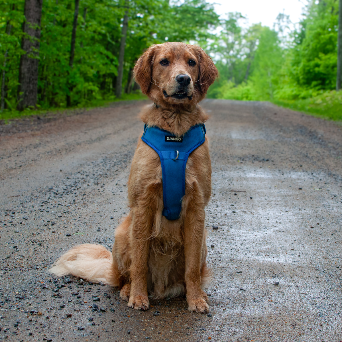 Golden retriever wearing a bright blue harness on gravel road in woods outside during a rugged hiking adventure