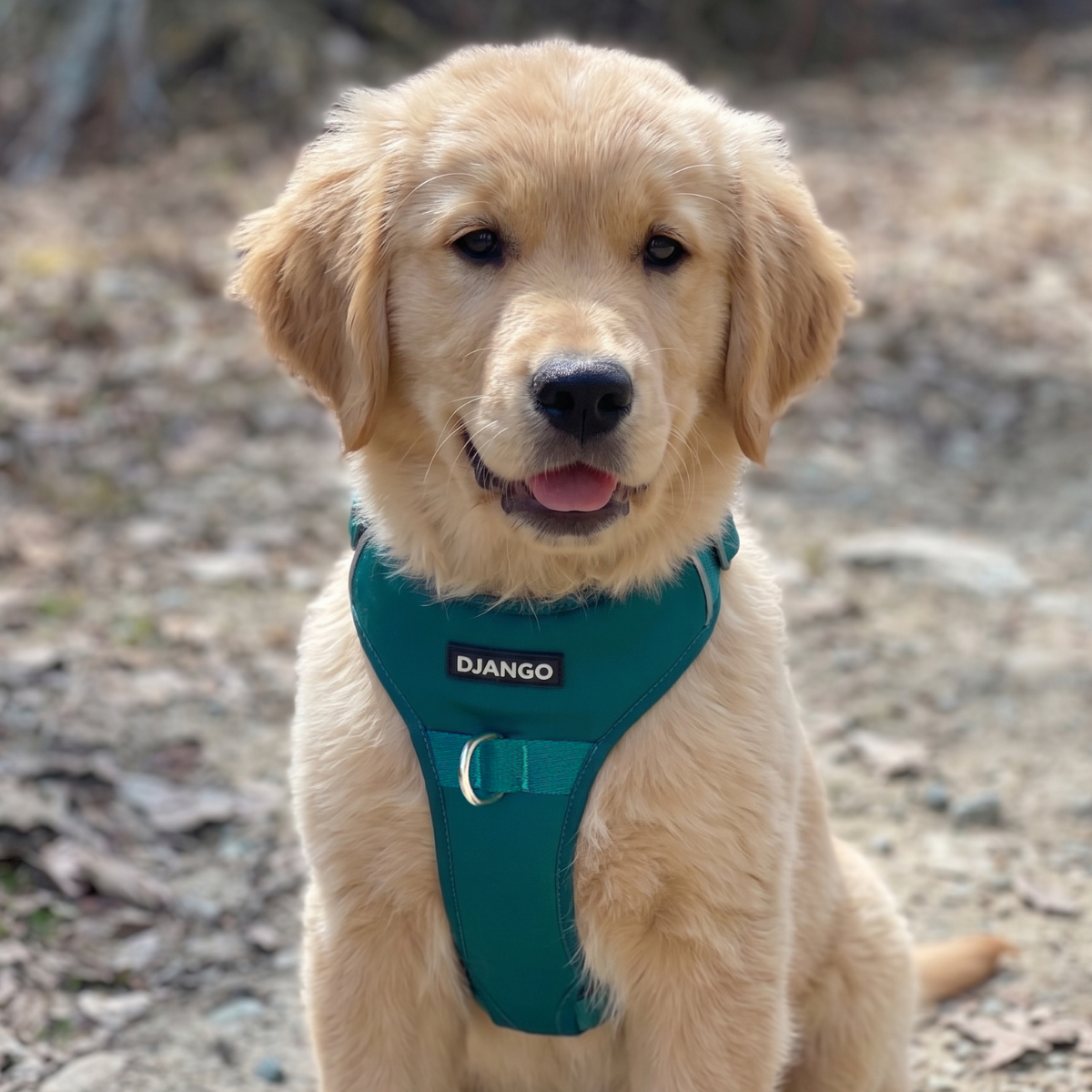 Smiling Golden Retriever puppy wearing a teal green padded harness with front D-ring