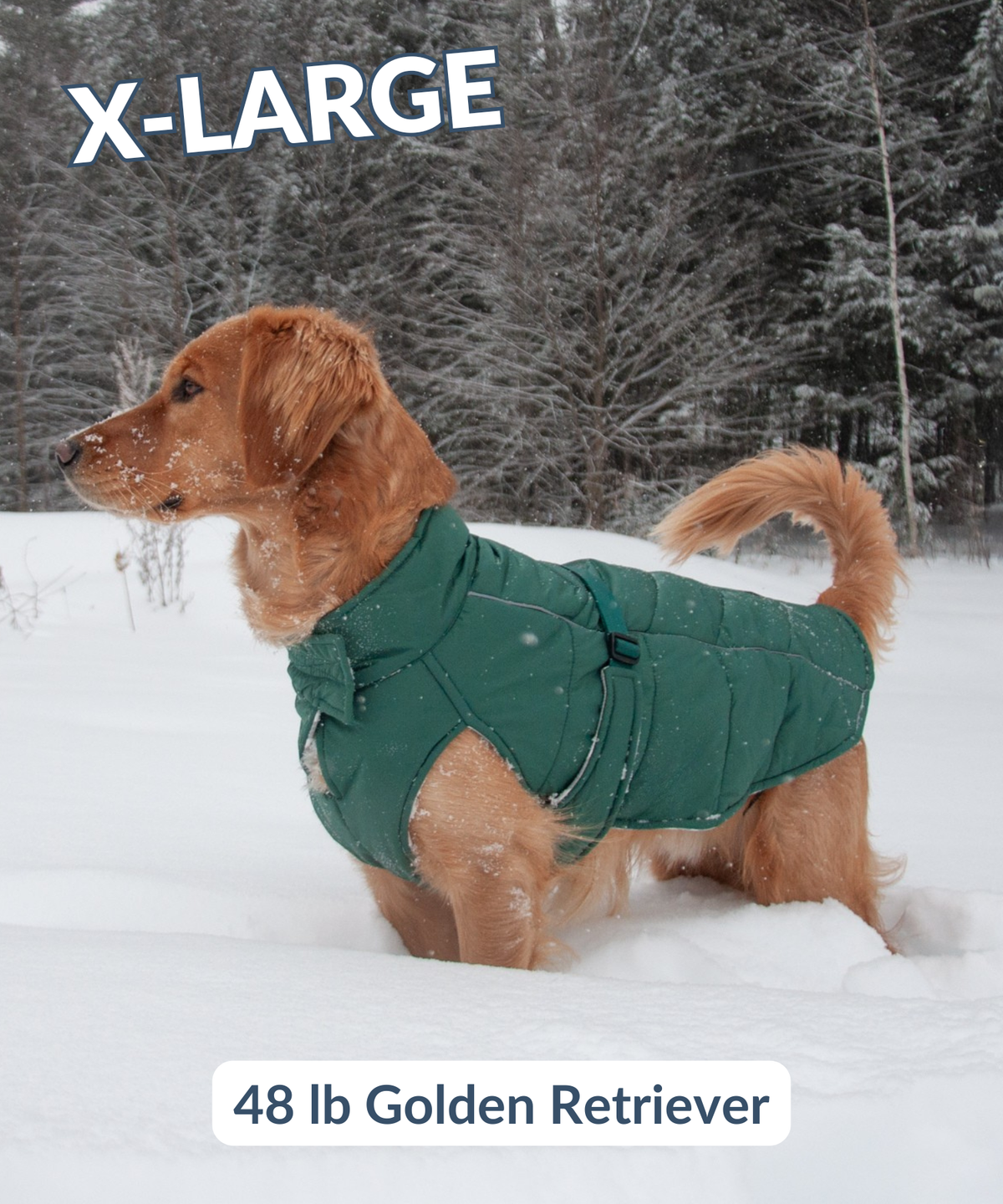 Golden Retriever standing in deep snow and wearing quilted and snowproof winter dog coat to stay warm and protected
