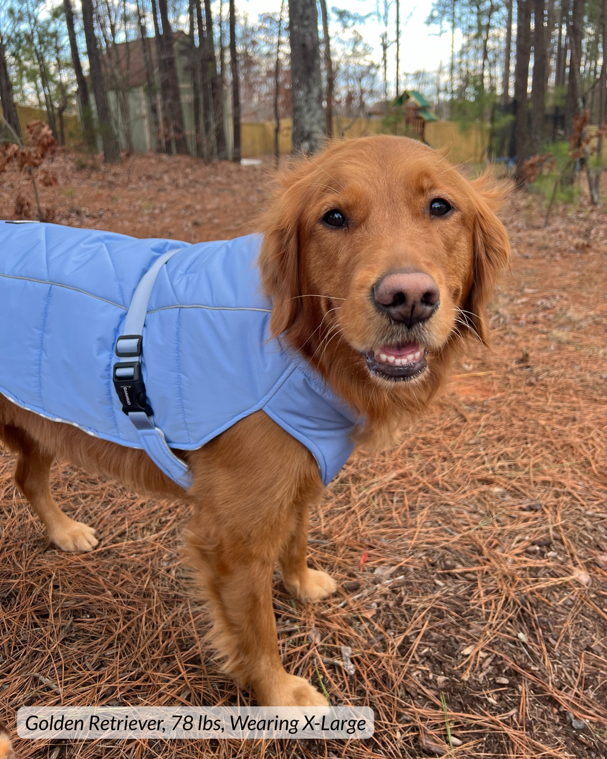 Happy golden retriever outside wearing quilted puffer dog coat