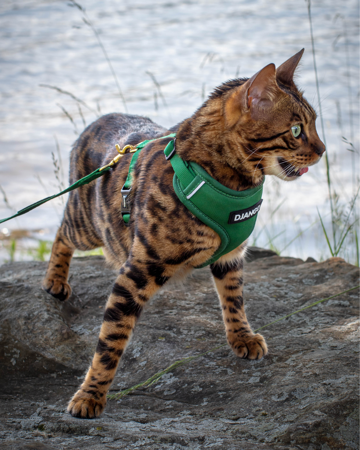 Bengal cat wearing the forest green DJANGO Adventure Cat Harness while hiking on a rocky trail.