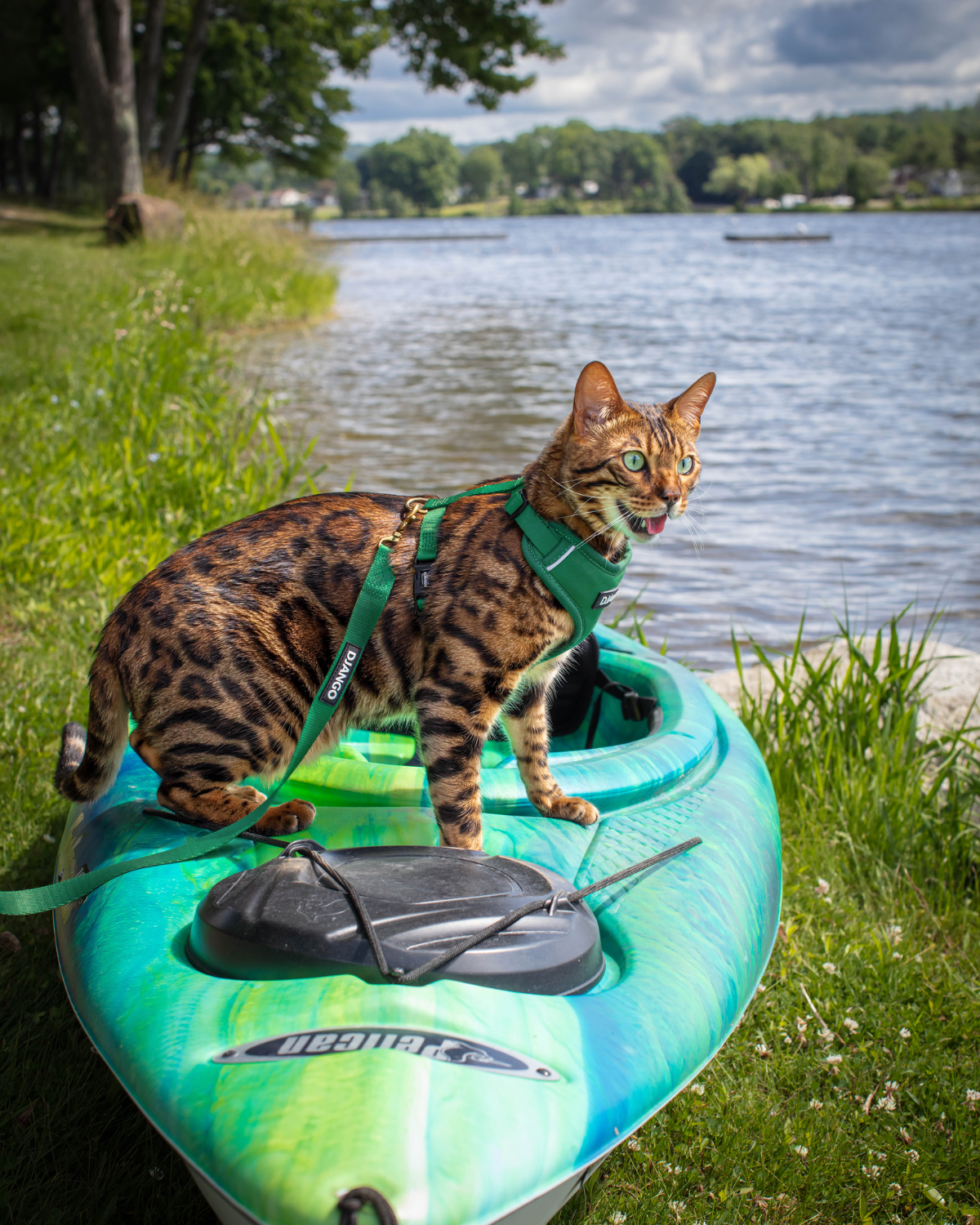 Bengal cat wearing the forest green DJANGO Adventure Cat Harness while riding on a kayak.