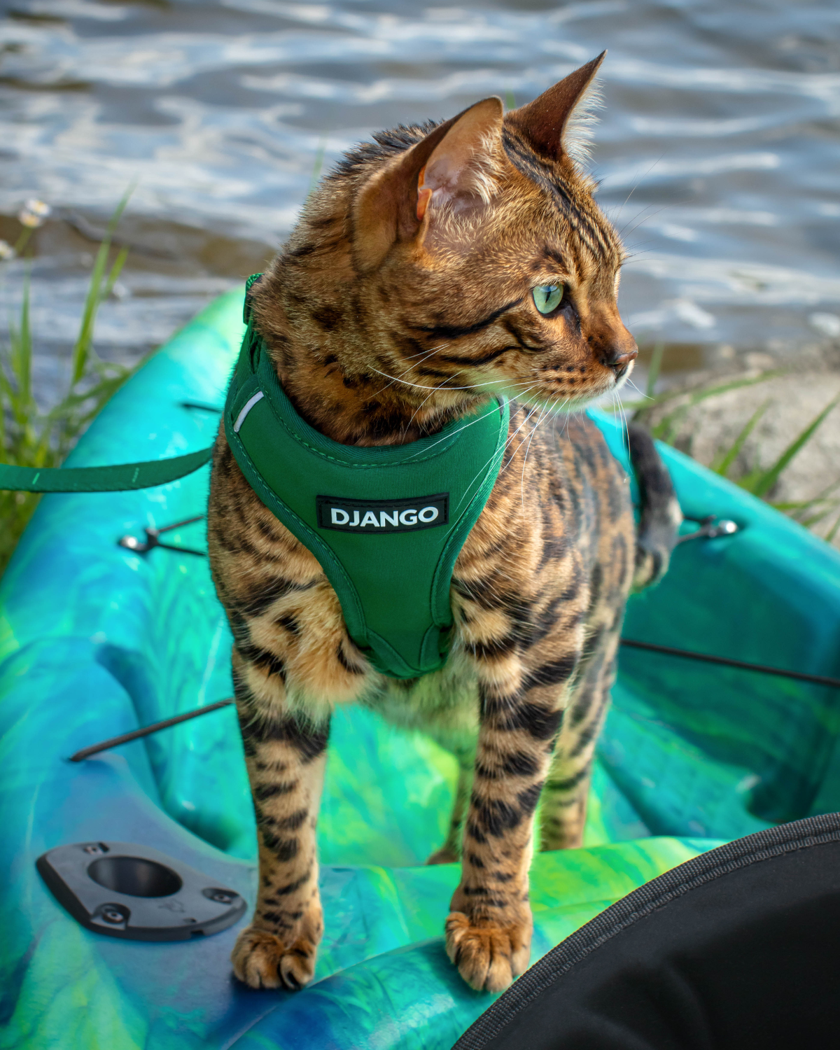 Bengal cat wearing the forest green DJANGO Adventure Cat Harness while standing in a kayak.