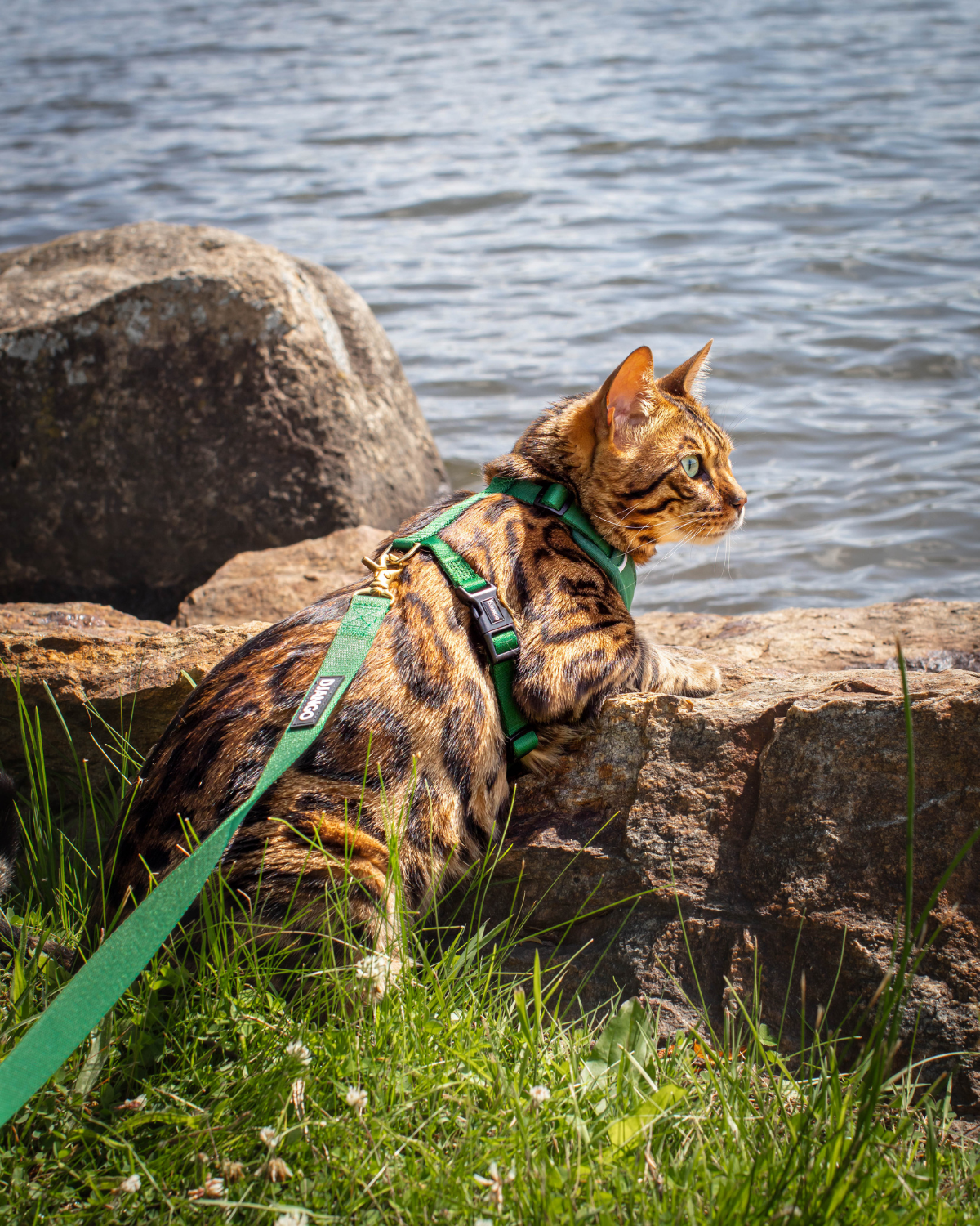Bengal cat in the forest green DJANGO Adventure Cat Harness exploring rocks near a lake.