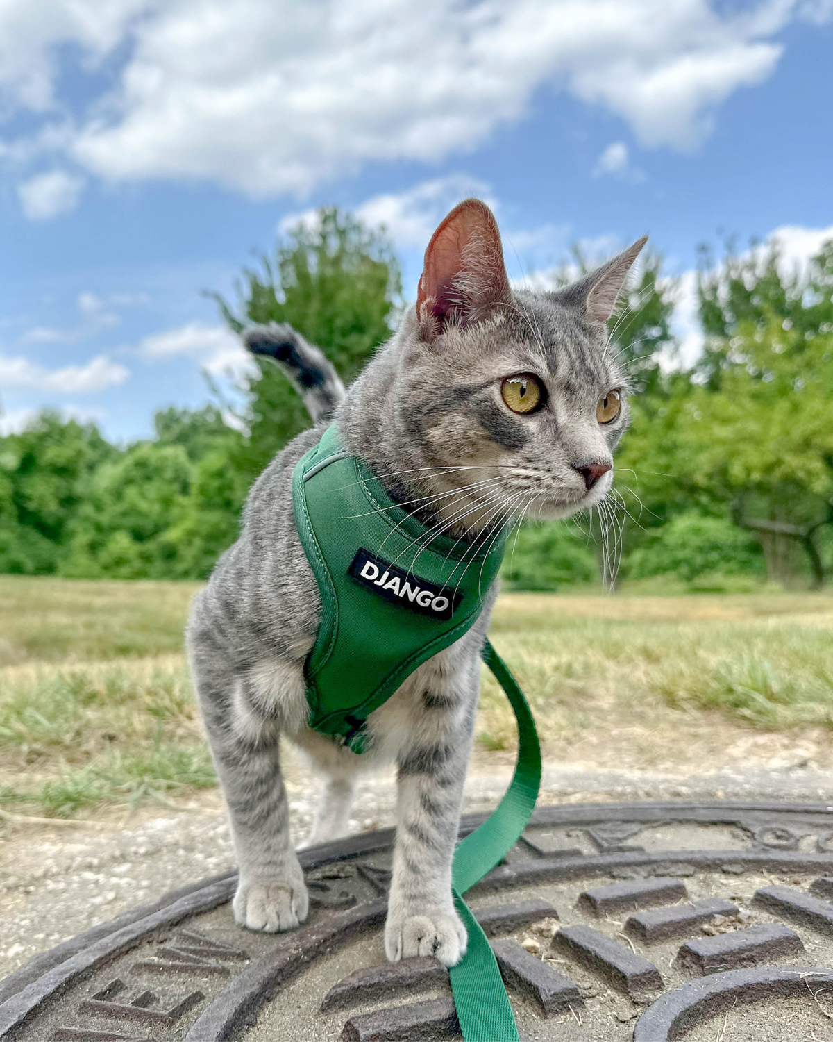 Gray cat wearing the forest green DJANGO Adventure Cat Harness while standing outdoors.