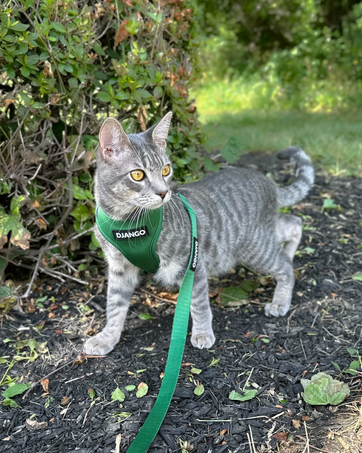 Gray tabby cat wearing the forest green DJANGO Adventure Cat Harness while exploring the woods.