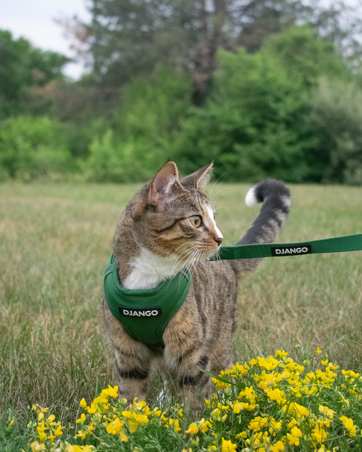 Cat wearing the forest green DJANGO Adventure Cat Harness while walking through yellow wildflowers.