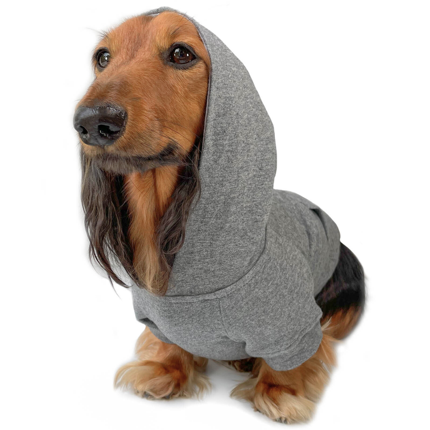 Dachshund dpg wearing a gray hoodie for dogs on a white background