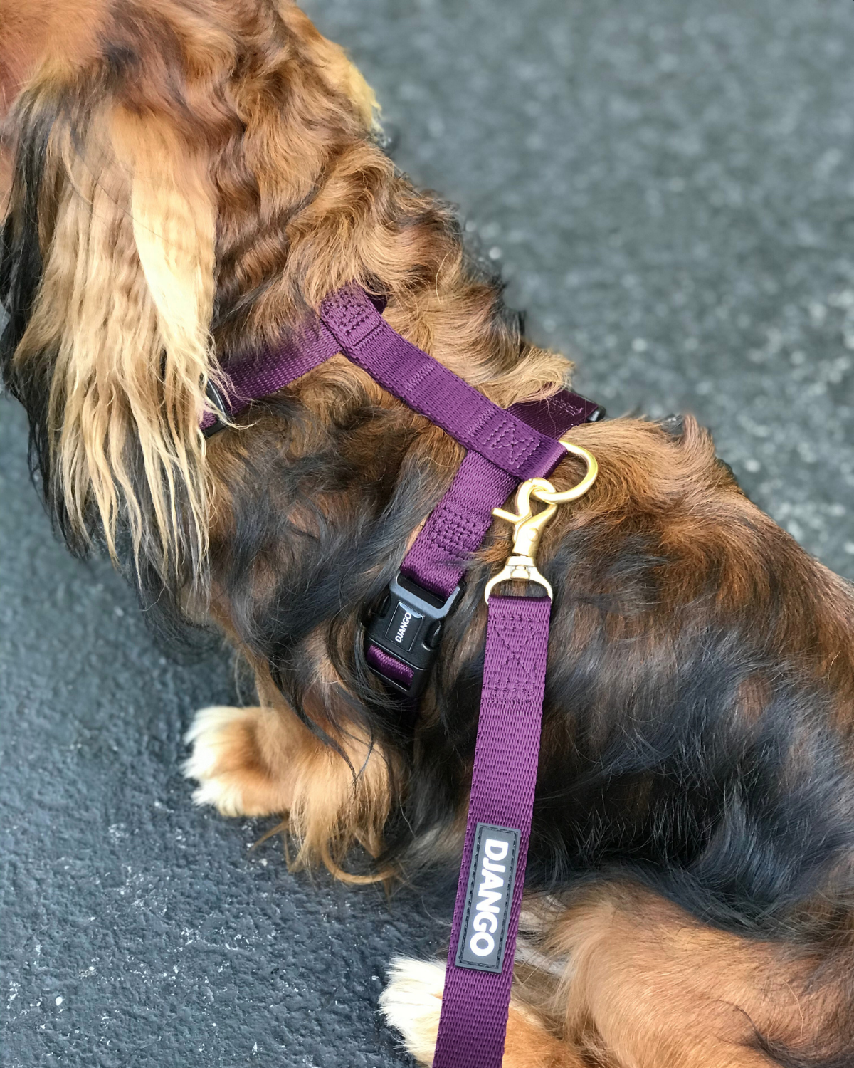 Longhaired dachshund wearing a purple harness with brass hardware and matching leash on a pavement background