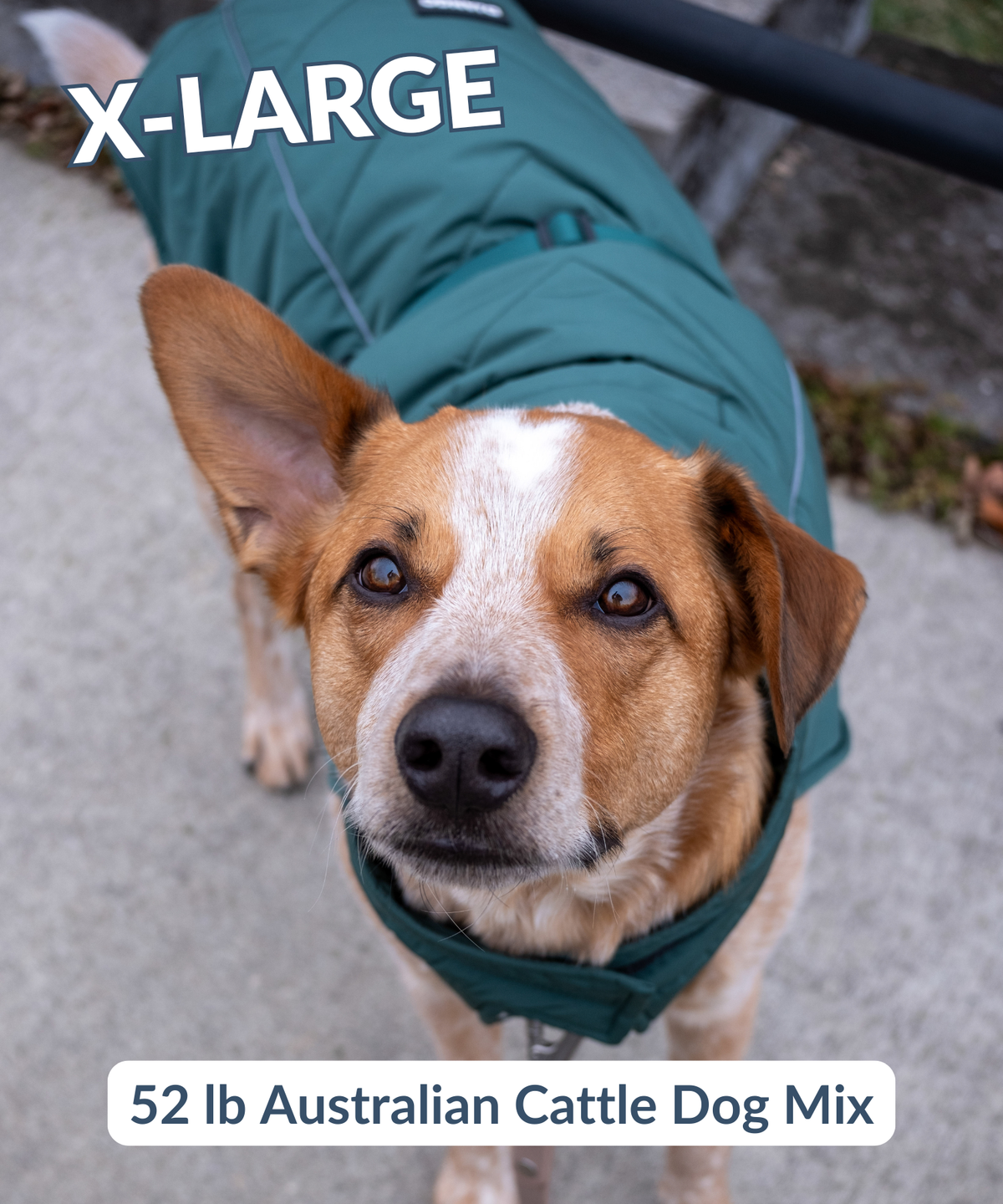 Large dog looking up at camera and staying warm in a thick, insulated, and warm puffer coat for dogs