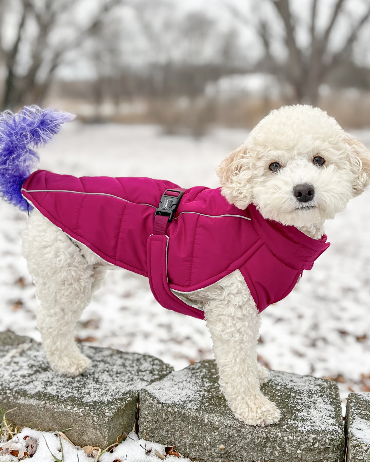 A small white Cockapoo standing outdoors in the snow wearing a bright pink quilted dog jacket with a purple fluffy tail topper.