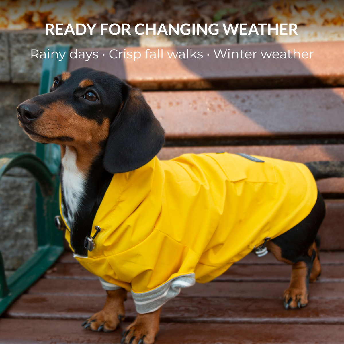Dachshund wearing the Highland Dog Jacket for rainy days, crisp fall walks and winter weather