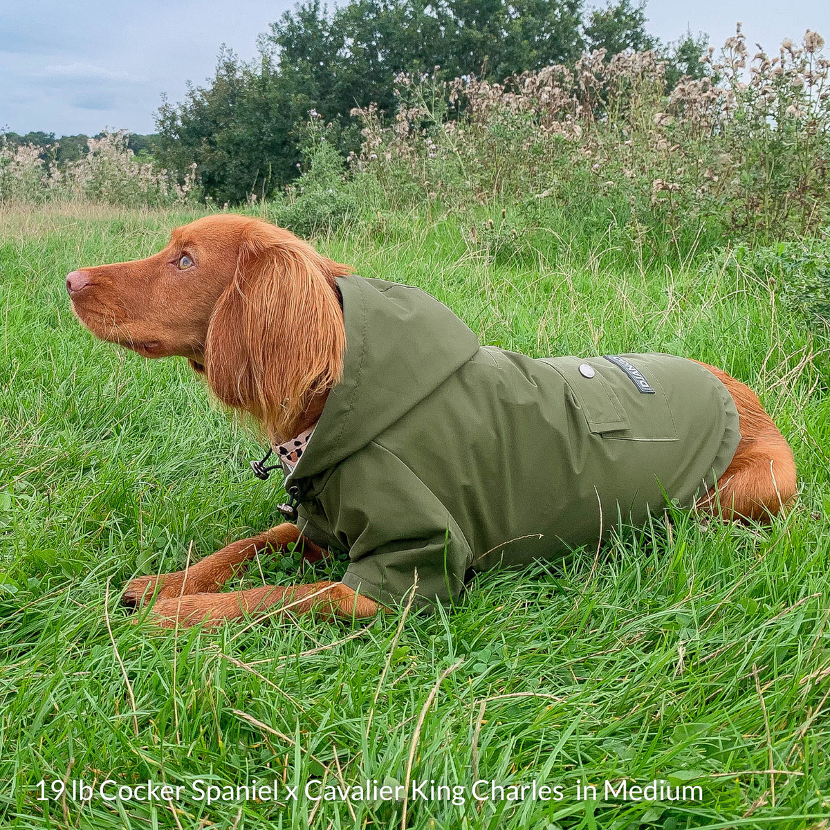 19 lb Cocker Spaniel and Cavalier King Charles Spaniel mix wearing a Medium Olive Green Highland Dog Jacket