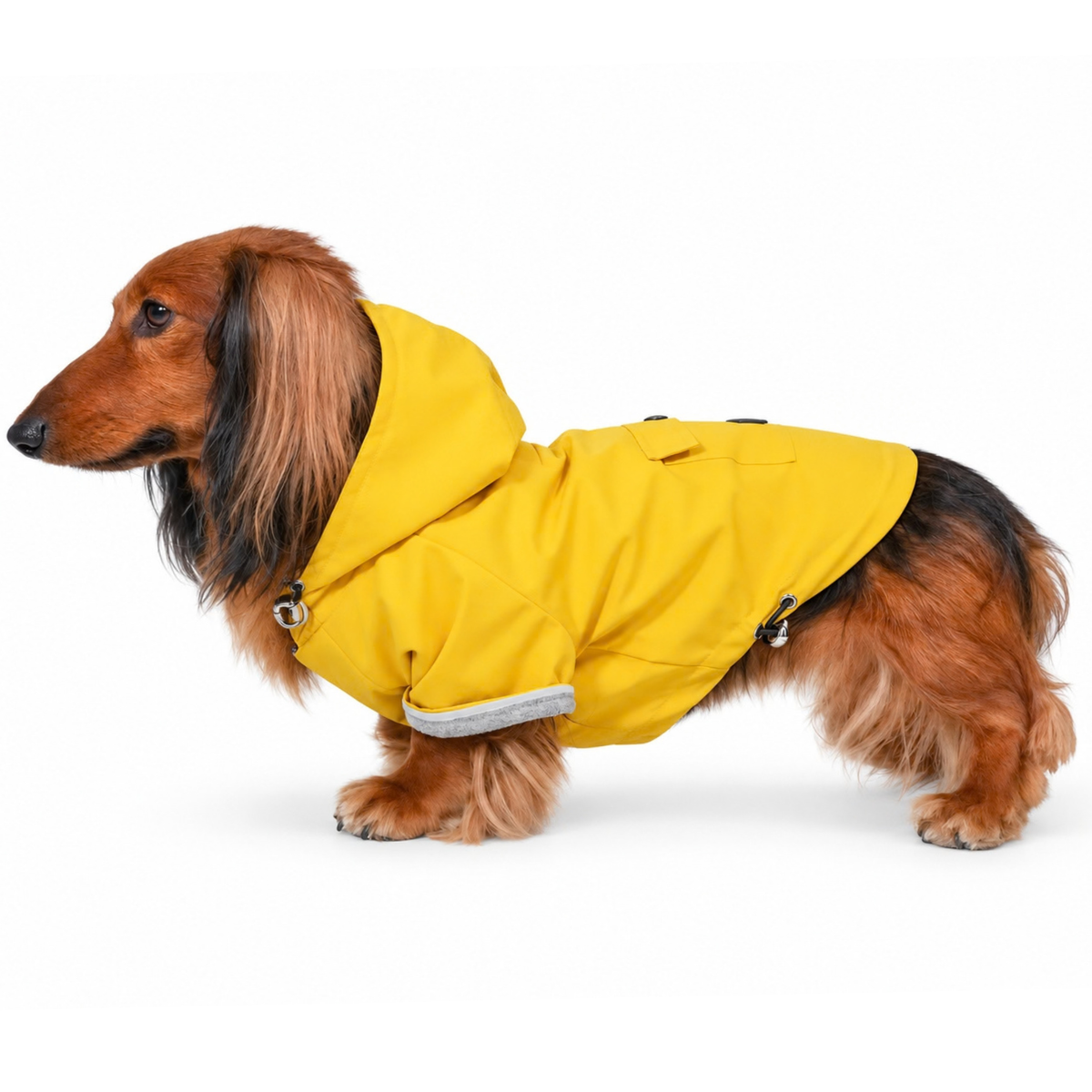 Longhaired tweenie dachshund wearing the Dandelion Yellow Highland Dog Jacket & Raincoat with hood