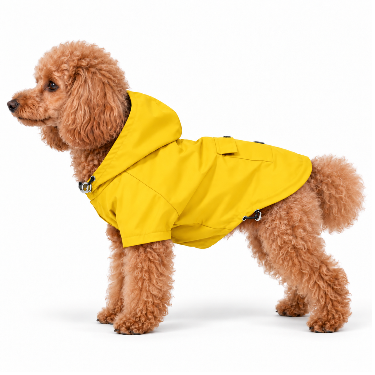 Miniature Poodle wearing the Dandelion Yellow Highland Dog Jacket & Raincoat with hood